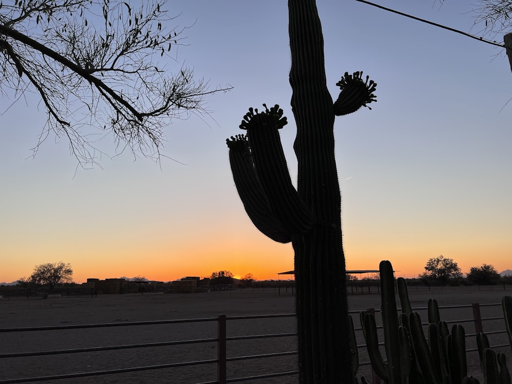 a tree with a sunset in the background