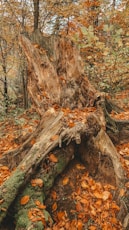 a tree trunk with many leaves