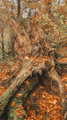 a tree trunk with many leaves