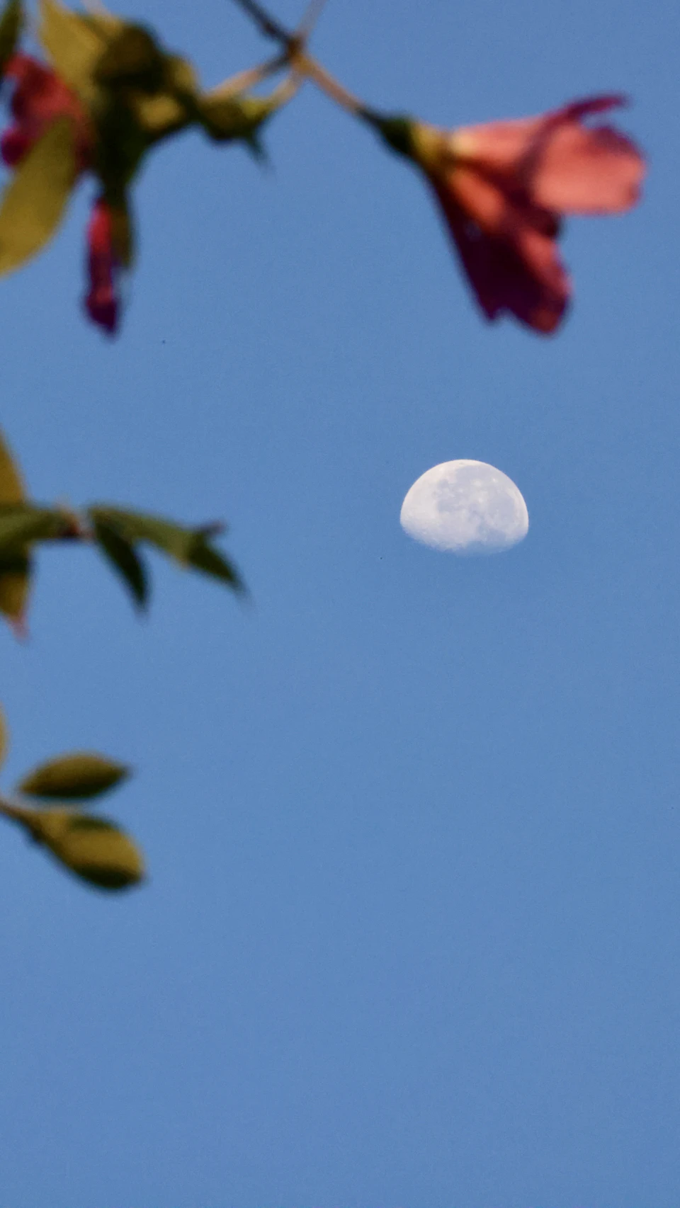 The image depicts a serene night sky with a full moon casting its soft glow over the scene. The moon is positioned centrally, illuminating the surrounding area and creating a sense of tranquility. In the foreground, there are two red flowers that add a pop of color to the otherwise dark sky. The background features a clear blue sky, providing a stark contrast to the warm hues of the flowers and the moon.