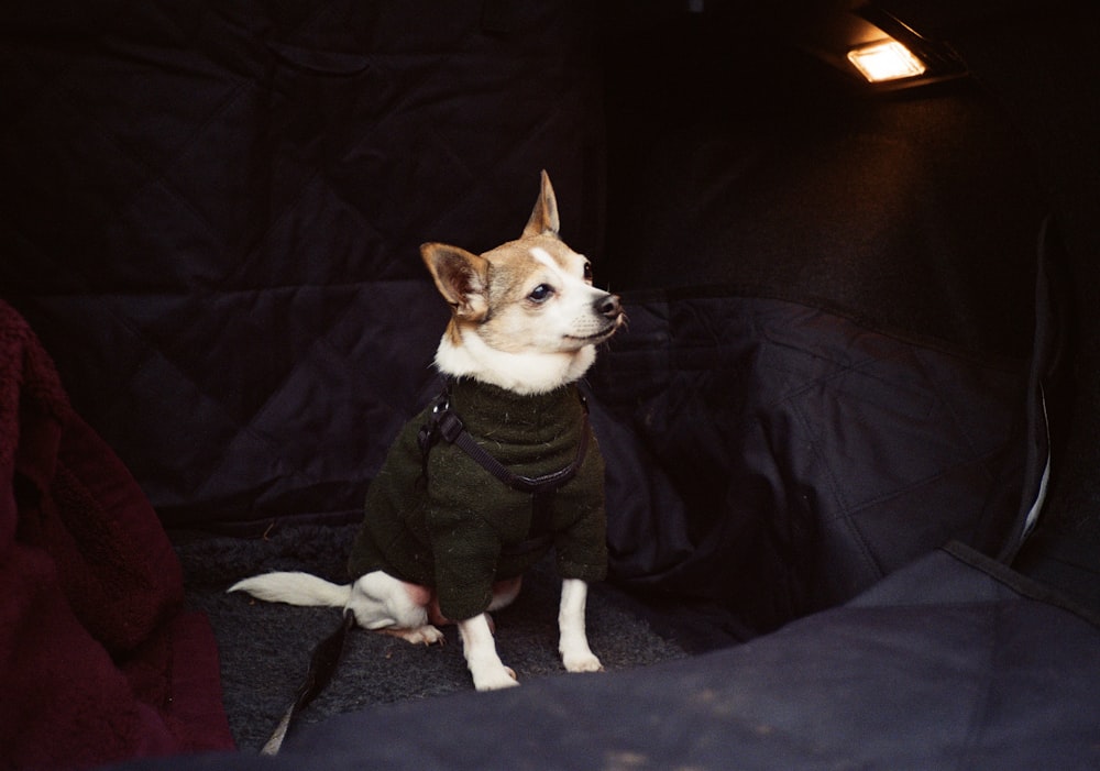 a dog wearing a sweater