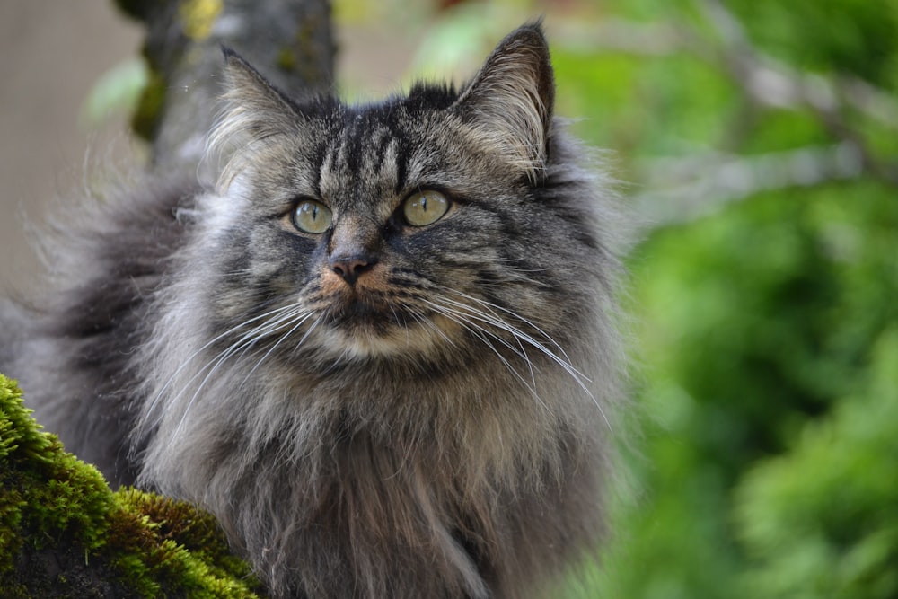 a cat sitting outside