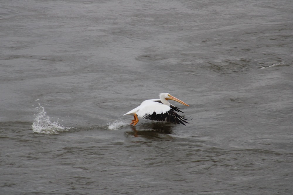 a bird swimming in water