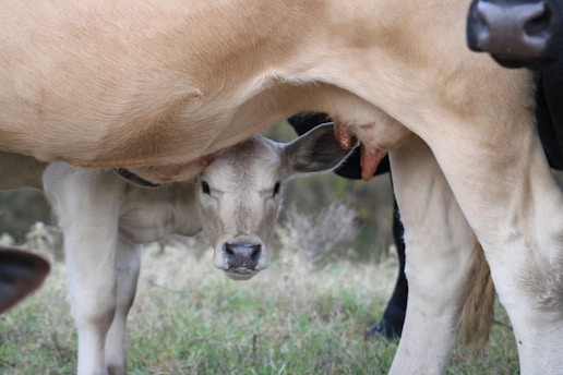 A young calf is standing close to a mother cow, slightly beneath her, in a natural outdoor setting. The calf's eyes are visible, looking toward the camera, with its head partially hidden under the mother's body.