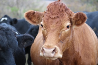 A close-up view of a brown cow with a gentle expression, surrounded by other black cows. The image captures the details of the cow's fur, eyes, and ears, showcasing each strand vividly. The background appears slightly blurred, giving emphasis to the cow's features.