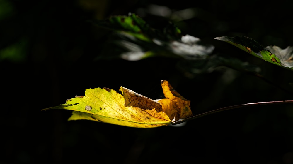 ein Blatt auf einem Zweig