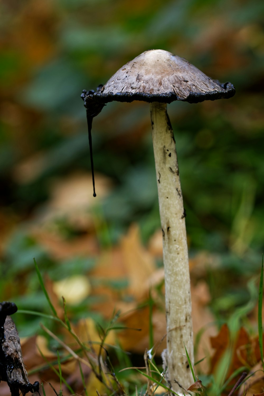 a mushroom growing out of a tree