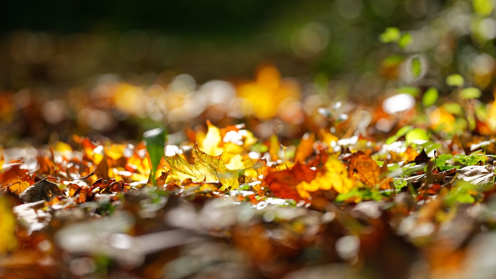 a close up of leaves