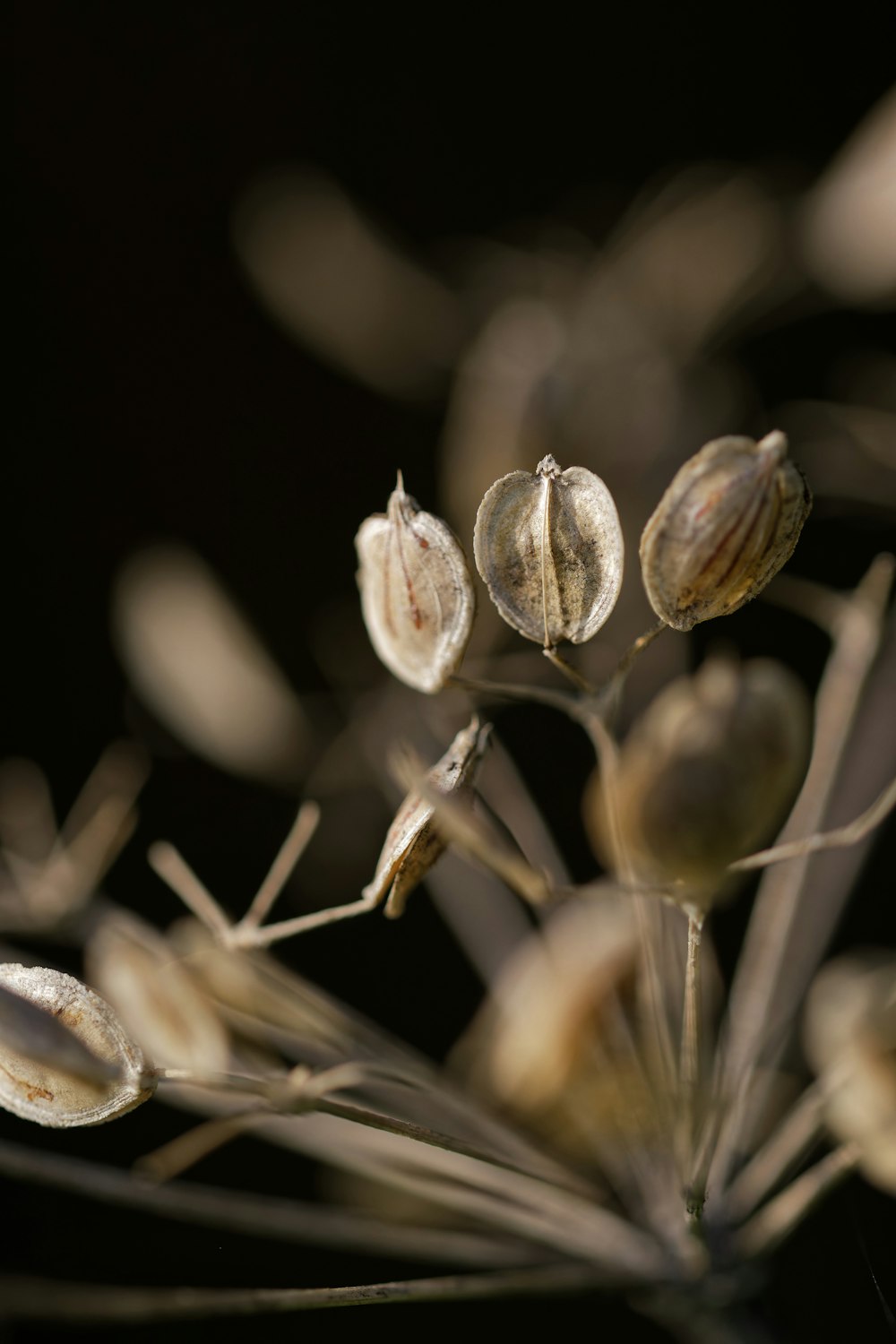 close up of a plant