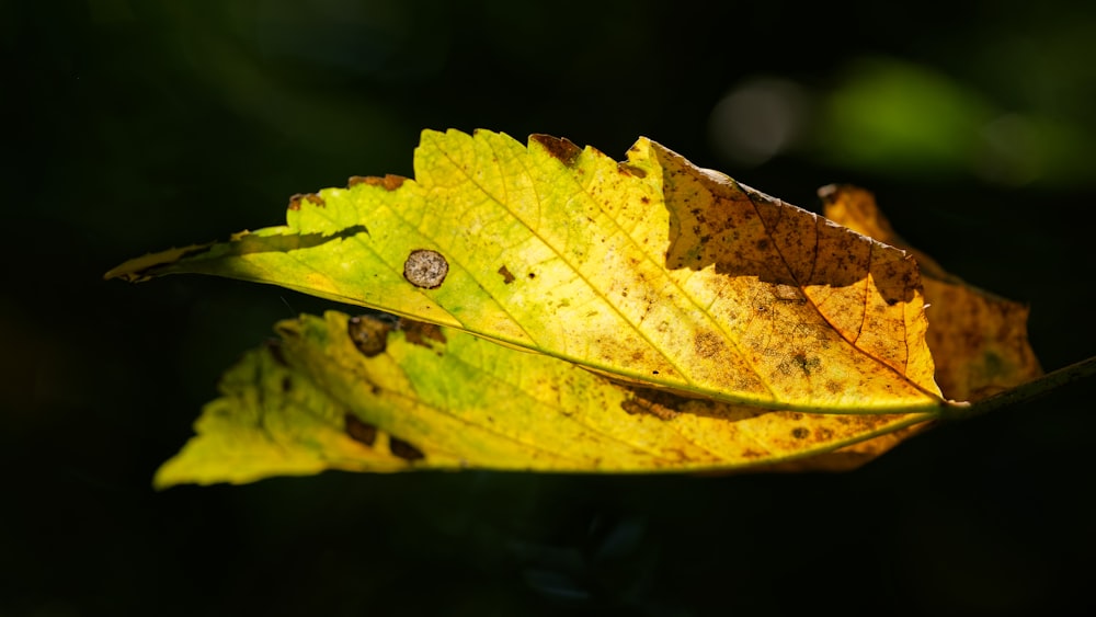 a close up of a leaf