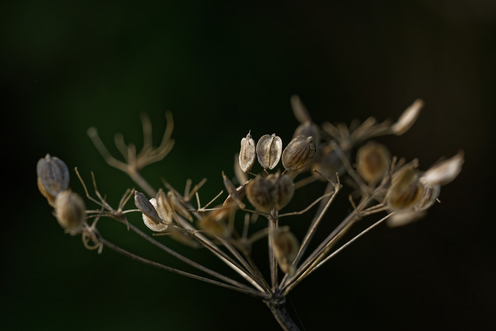 close up of a plant