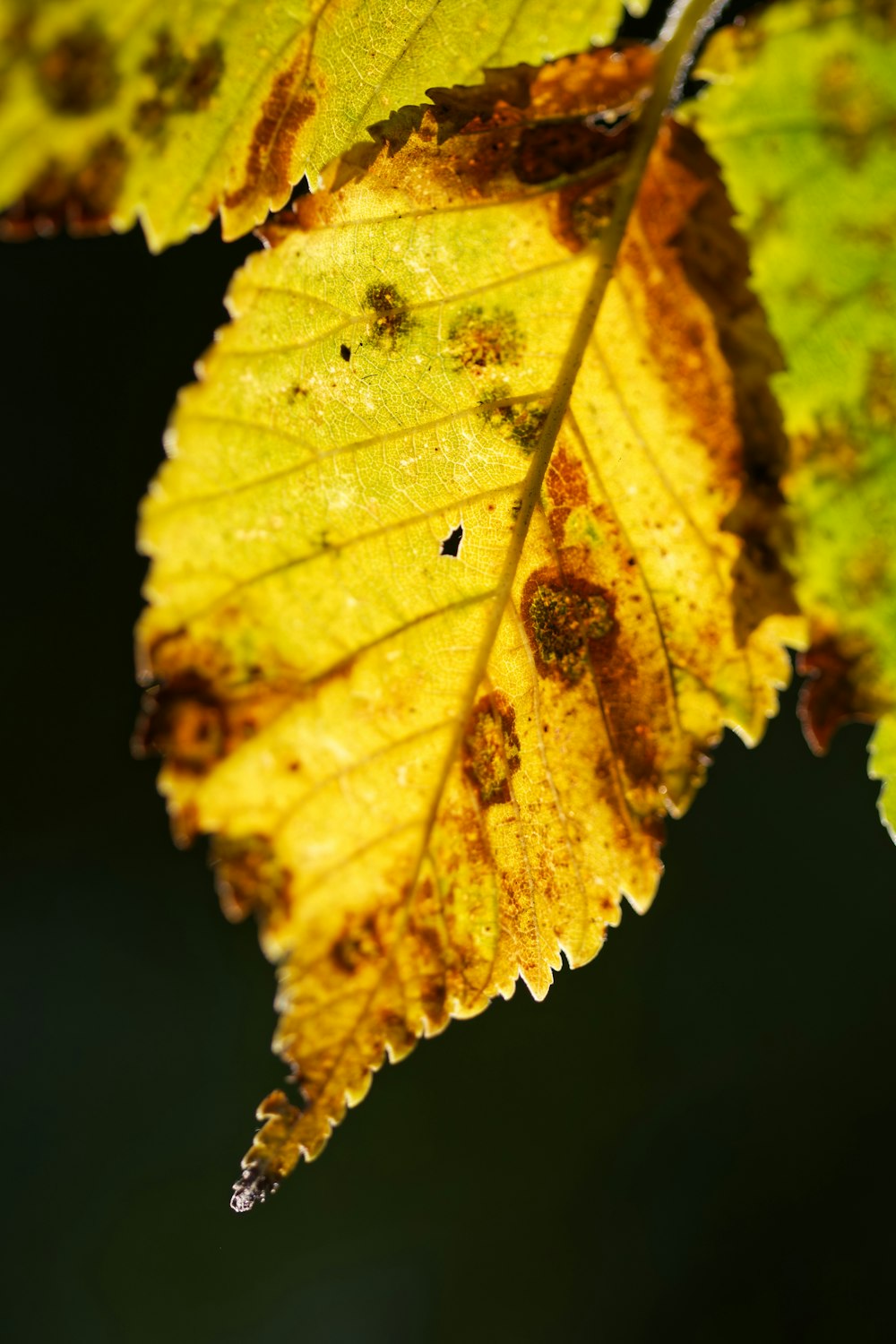 a close up of a leaf