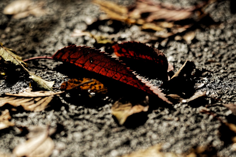 a red leaf on the ground