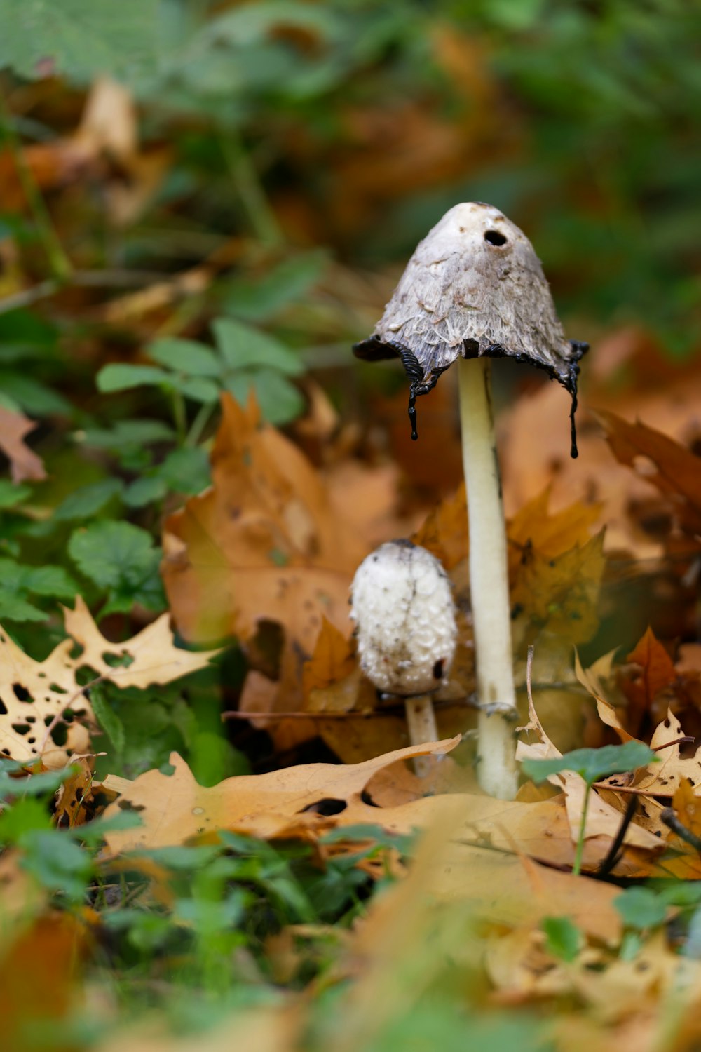 a couple of mushrooms growing in the woods