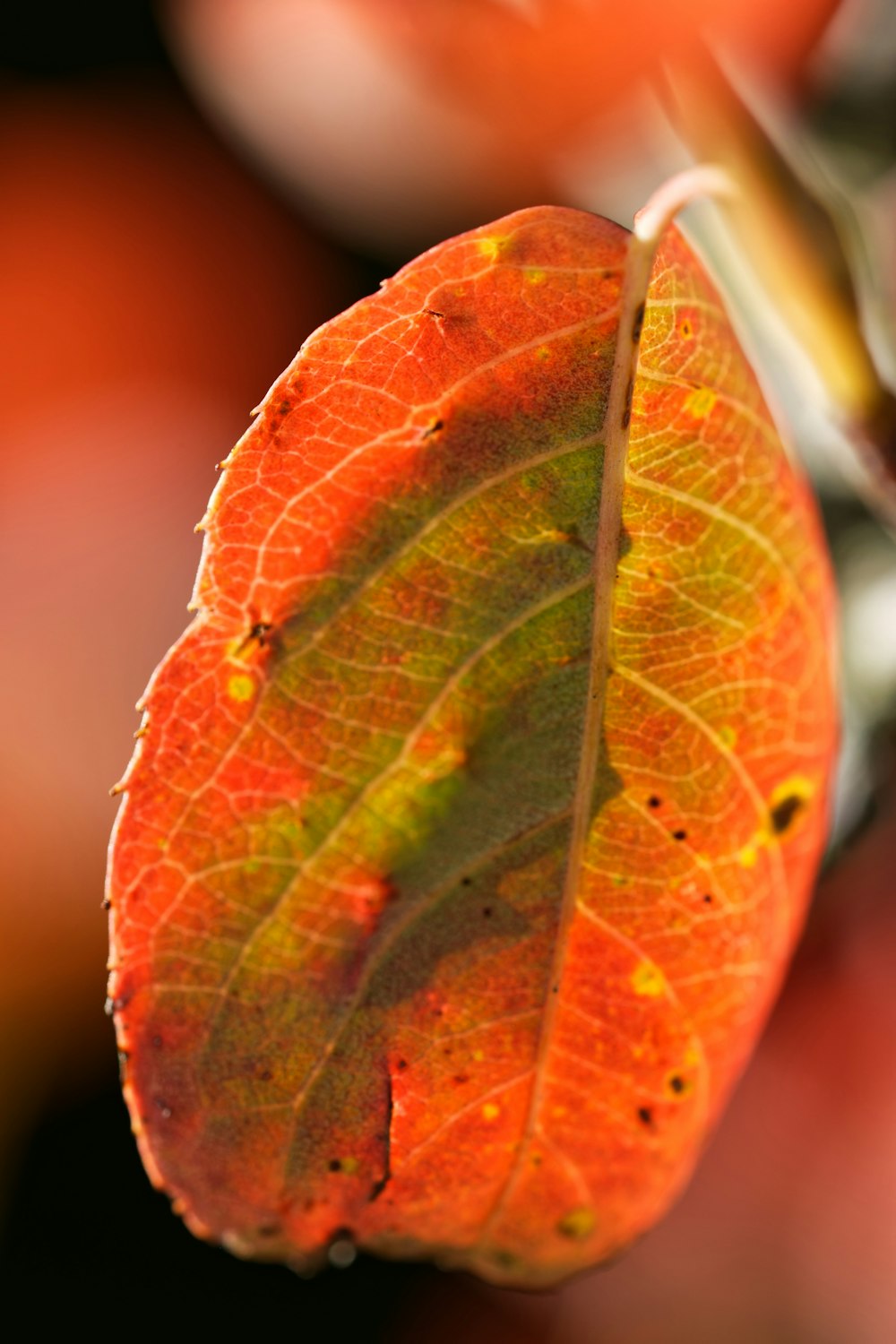 a close up of a leaf