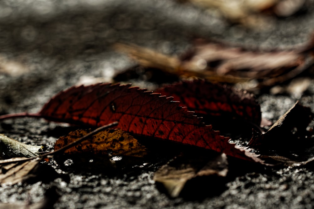 a red leaf on a rock