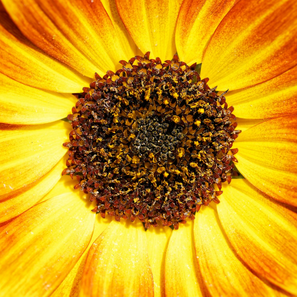 a close up of a sunflower