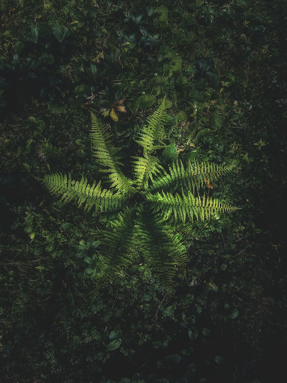 a close-up of some plants