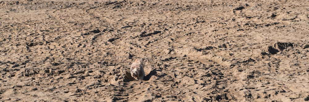 a dog running in the sand