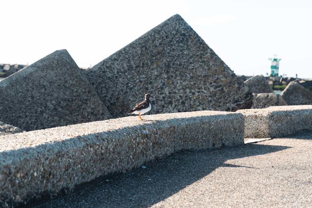 a duck walking on a stone wall