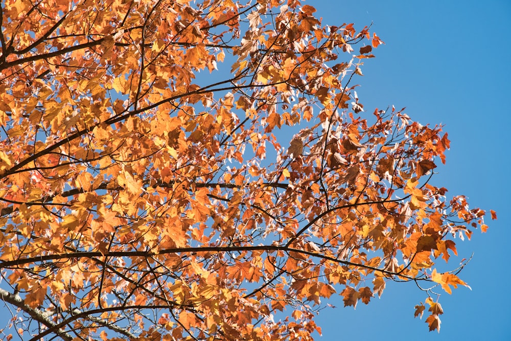 a tree with yellow leaves