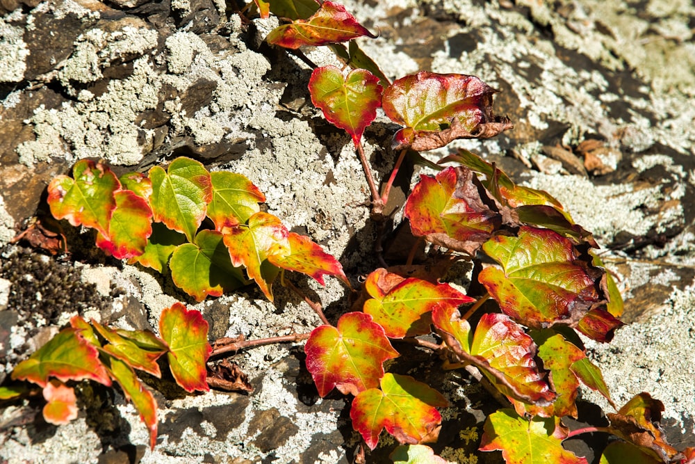 a group of colorful leaves