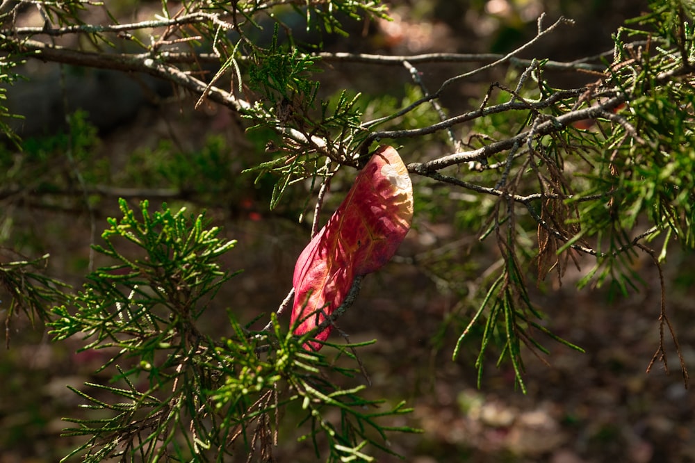 a red flower on a tree