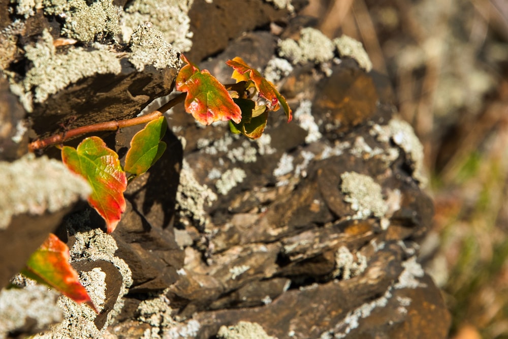 a group of leaves on a rock