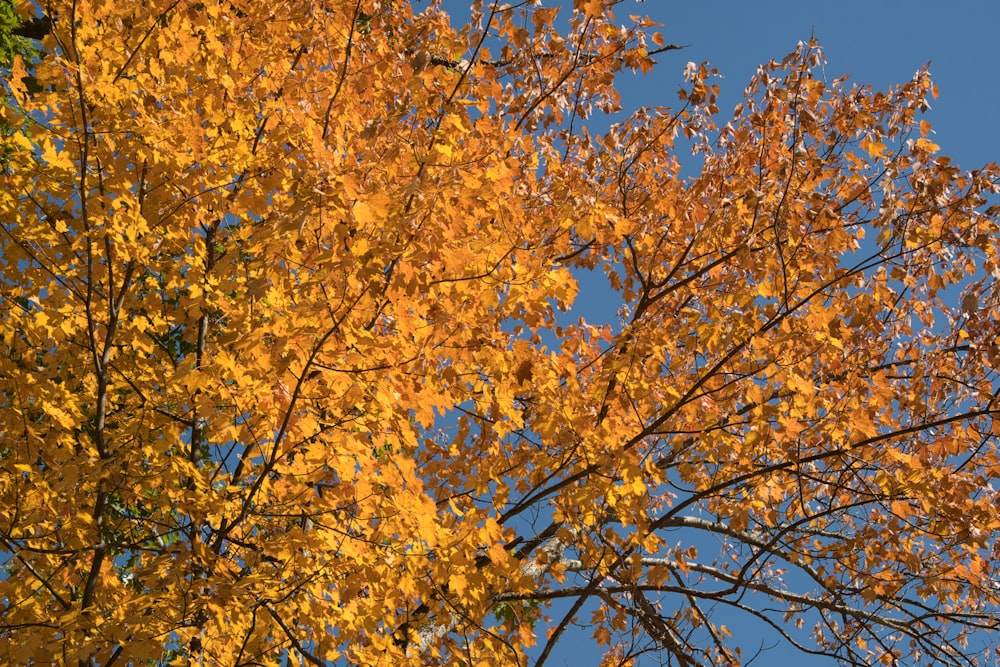 a group of trees with yellow leaves