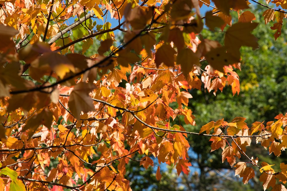 a tree with yellow leaves