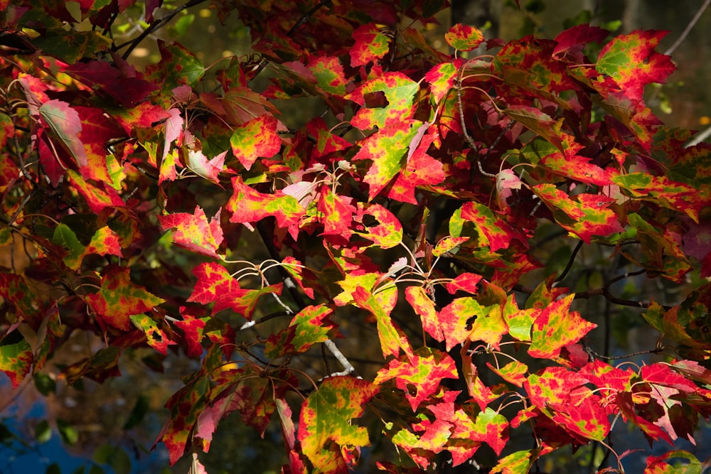 a close up of a tree