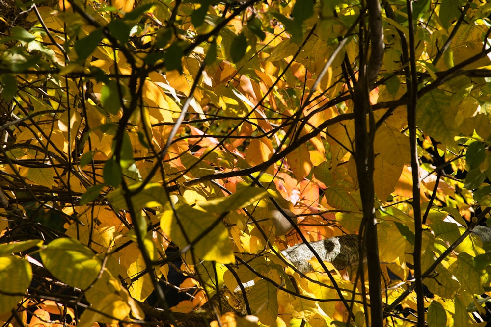 a cat in a tree