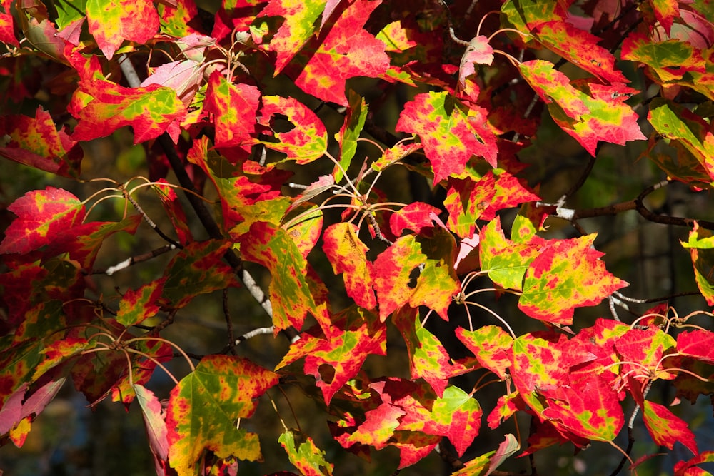 a tree with colorful leaves