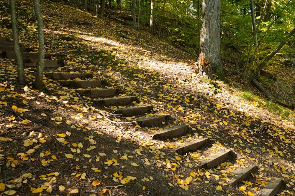 a group of trees and leaves