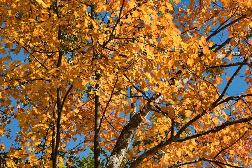 a tree with yellow leaves