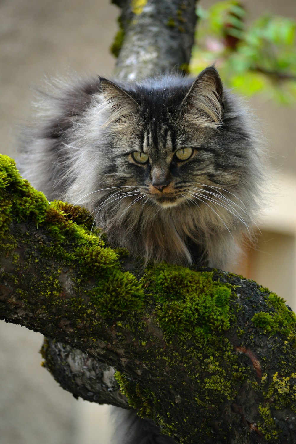 a cat sitting on a tree branch