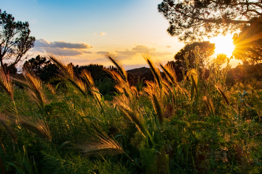 a field of tall grass