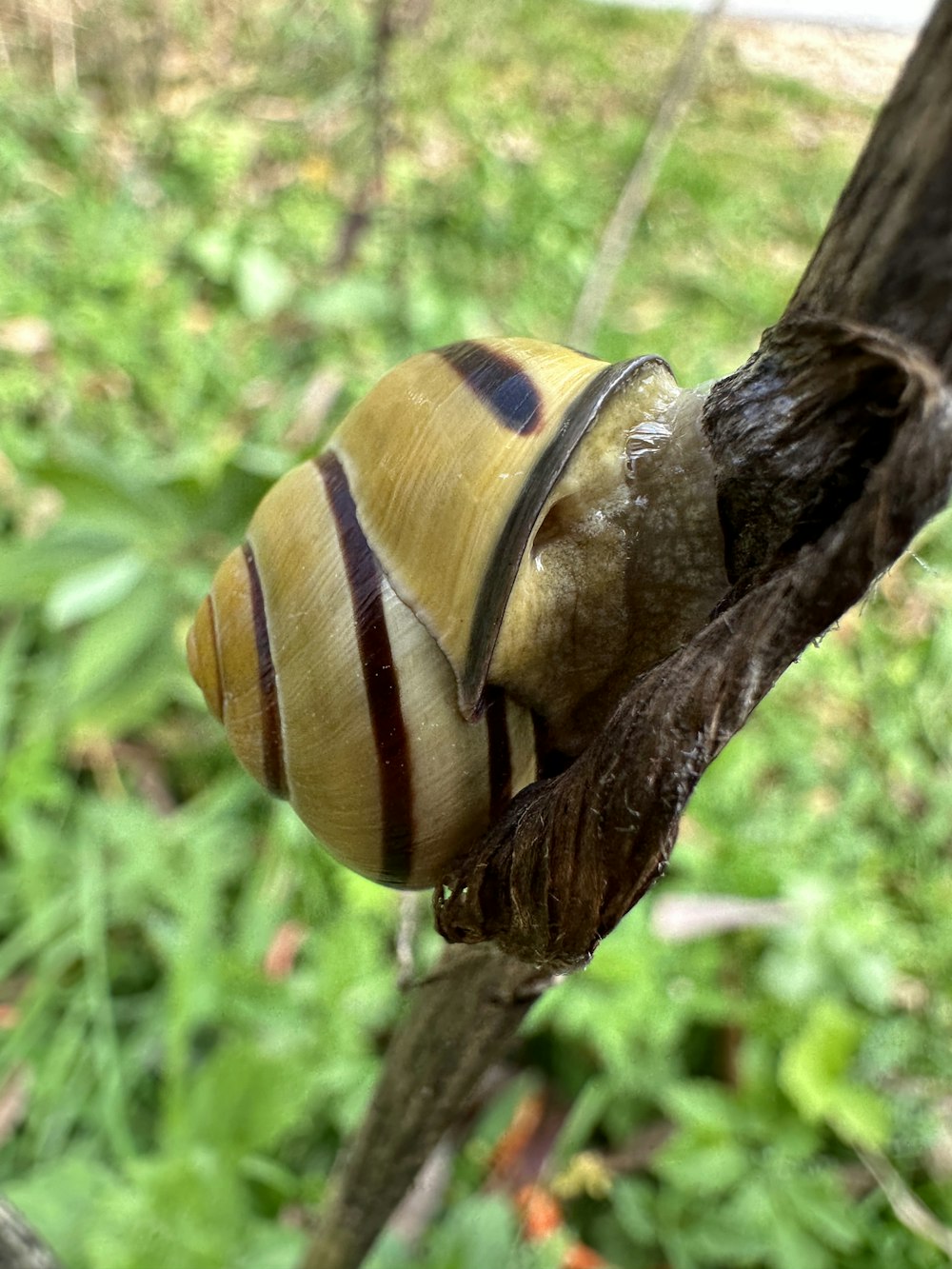 a snake on a tree branch