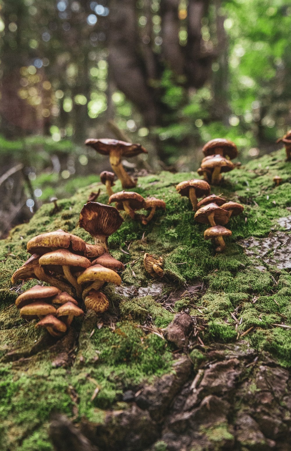 Un gruppo di funghi che crescono su un albero