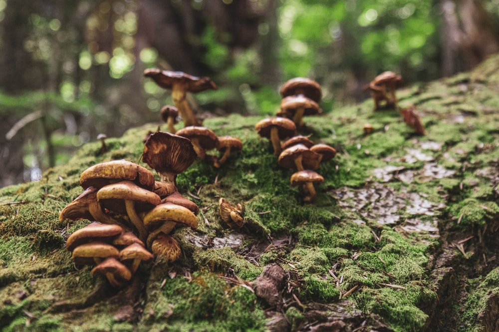 a group of mushrooms growing on a tree stump