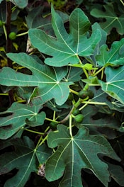 a close-up of some leaves