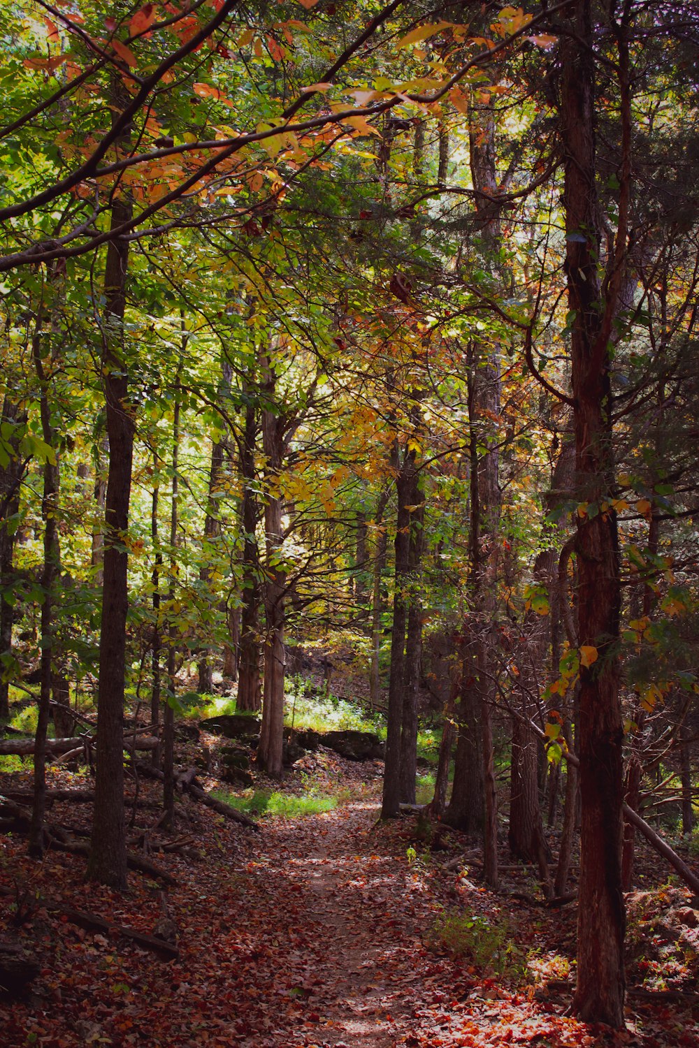 a path through a forest