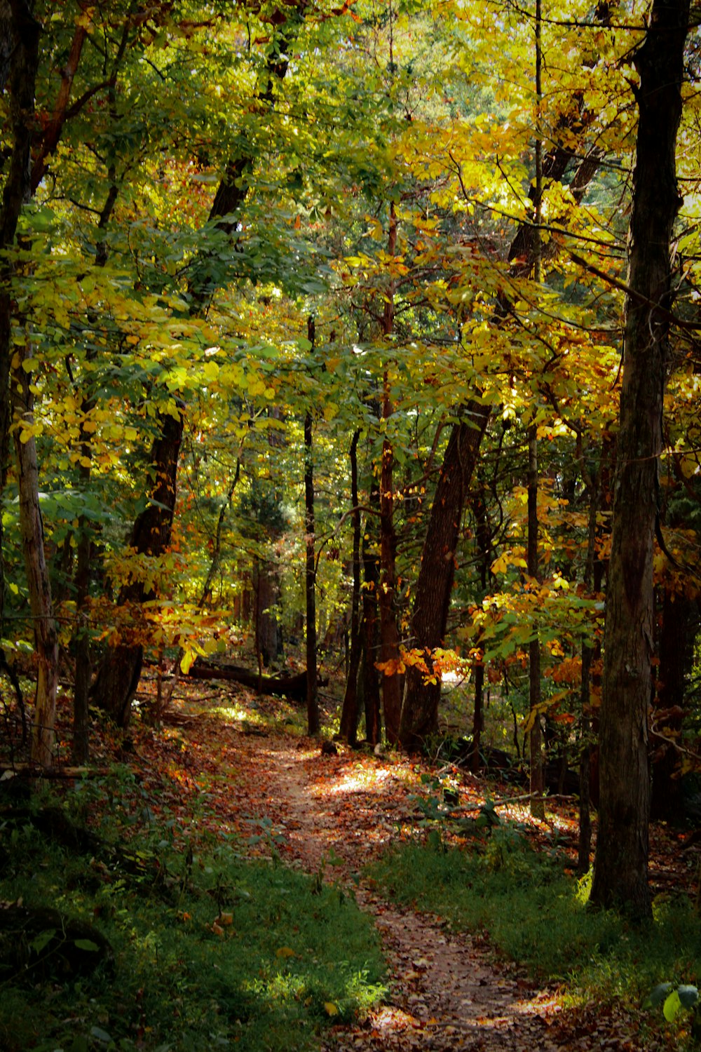 a path through a forest