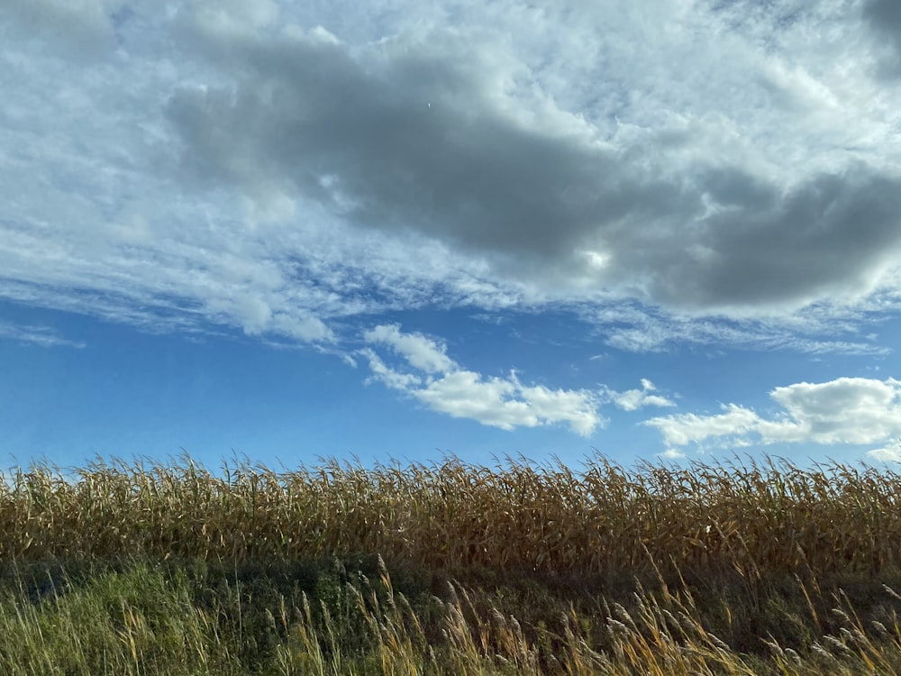 a field of grass with clouds in the sky