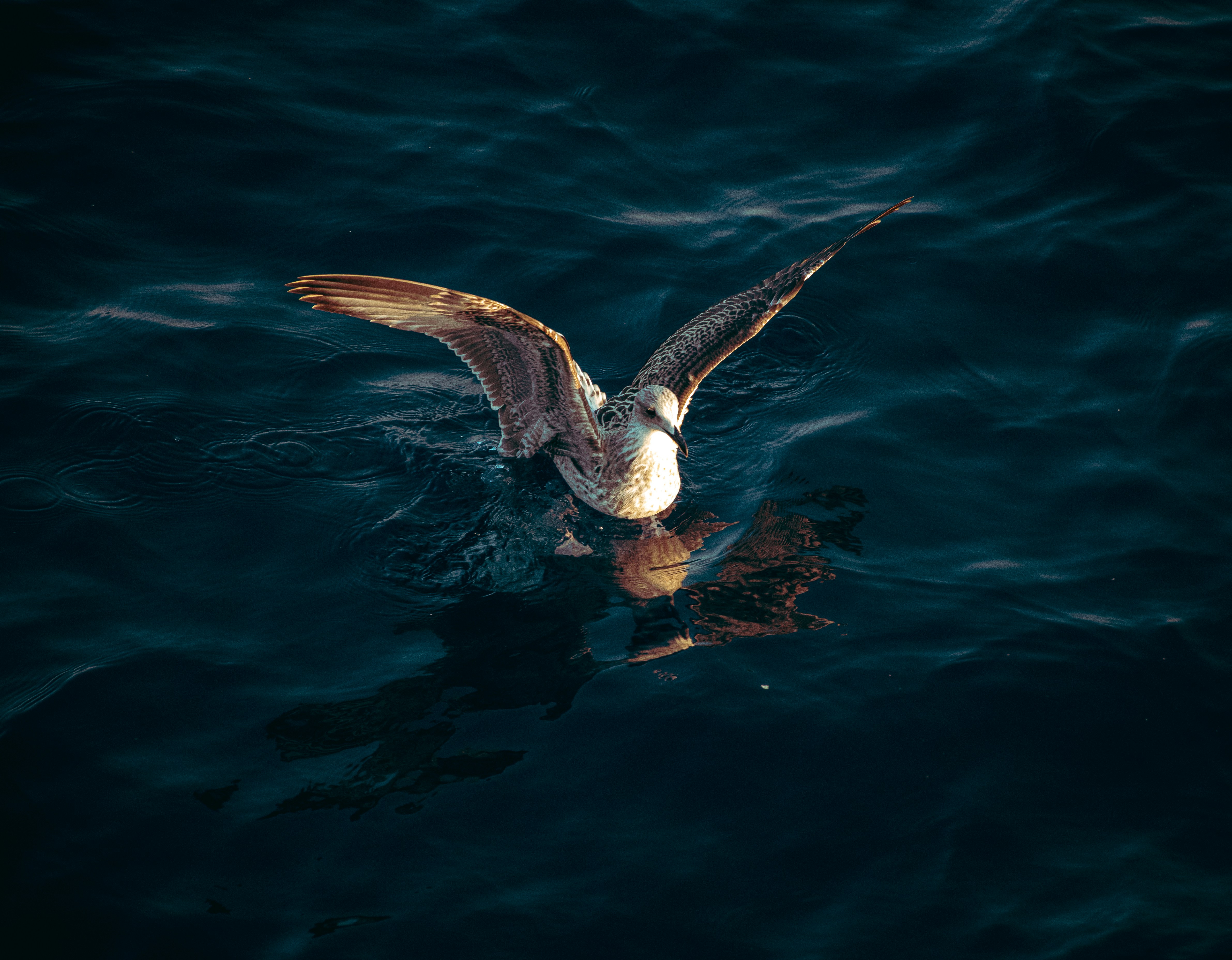 a bird flying over water