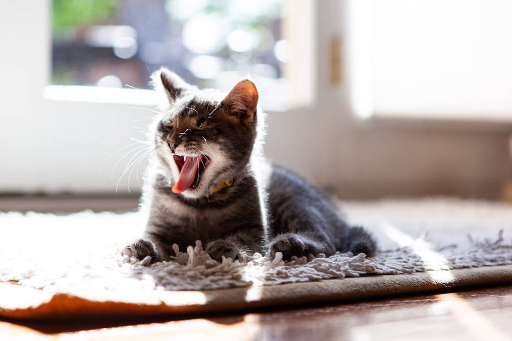 a cat yawning on a carpet