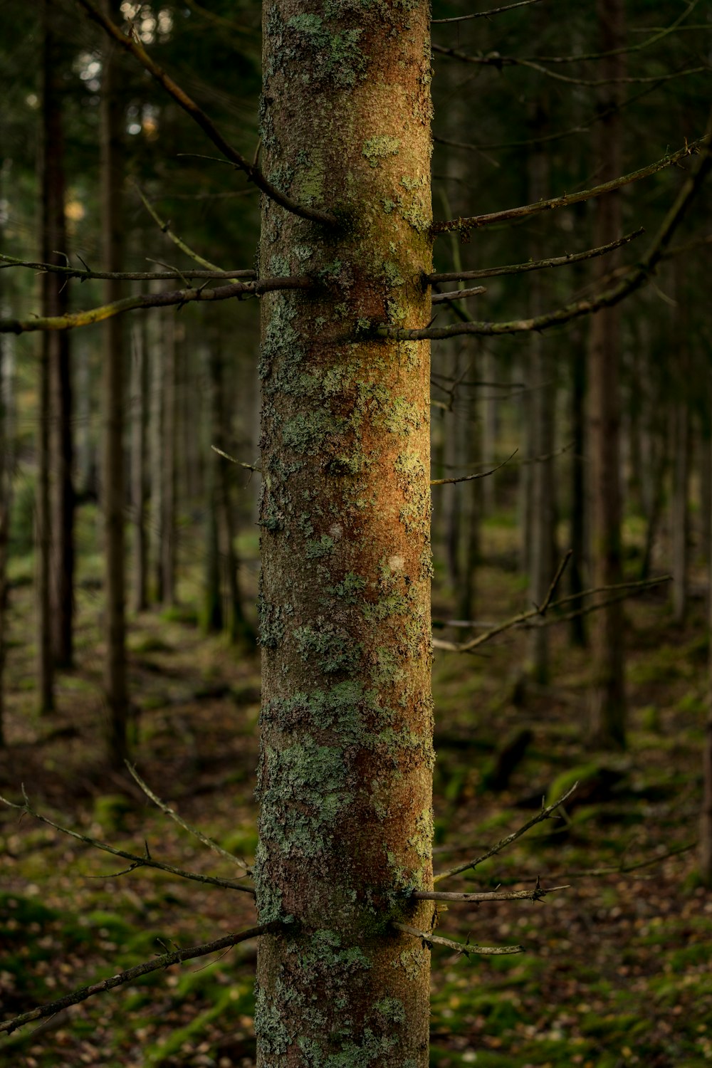 a tree trunk in the woods