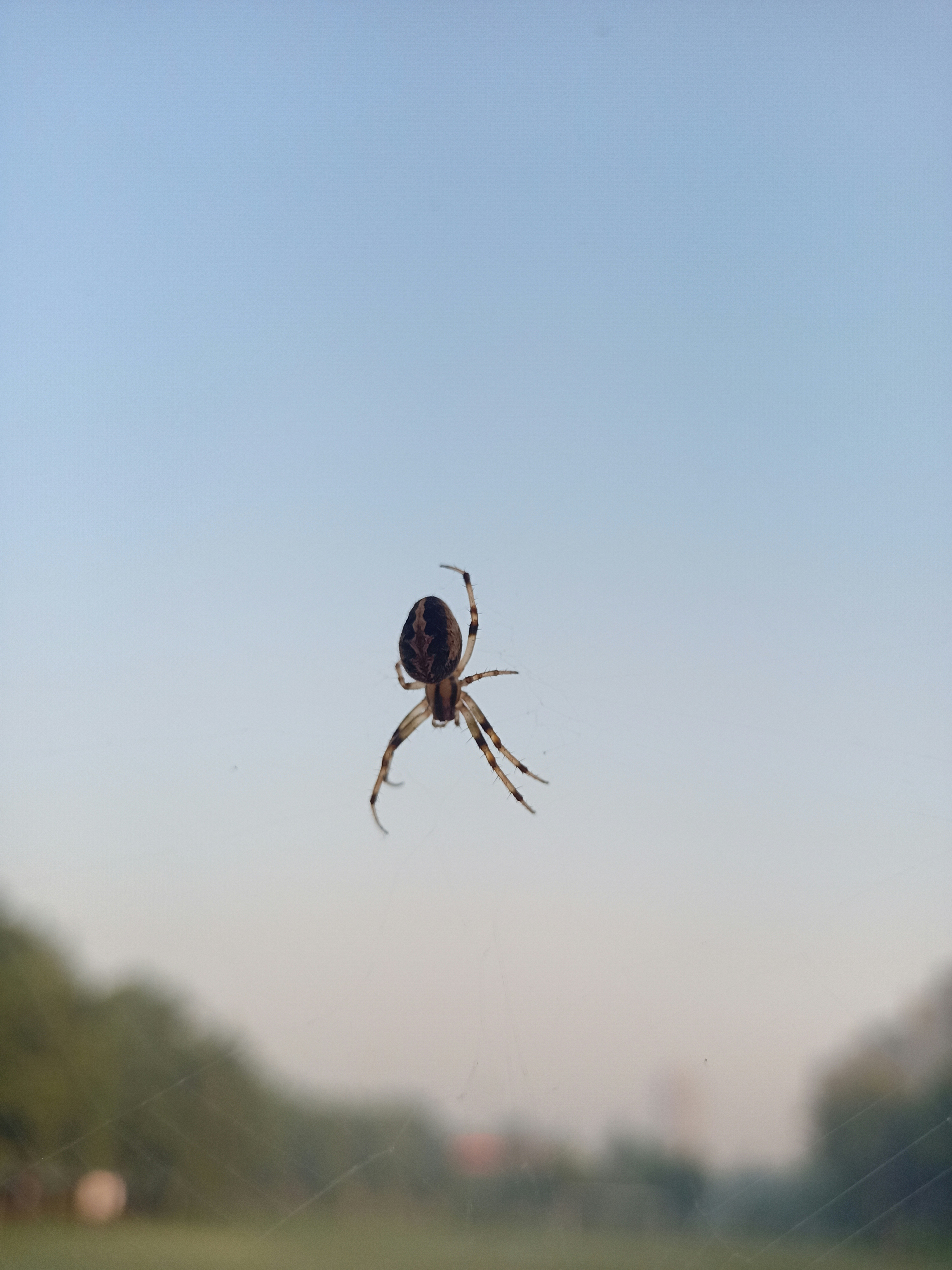 Eine Spinne in der Luft