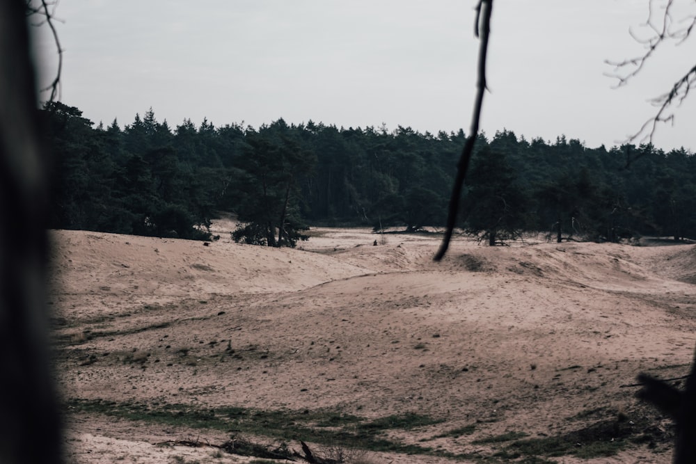 a field with trees in the background