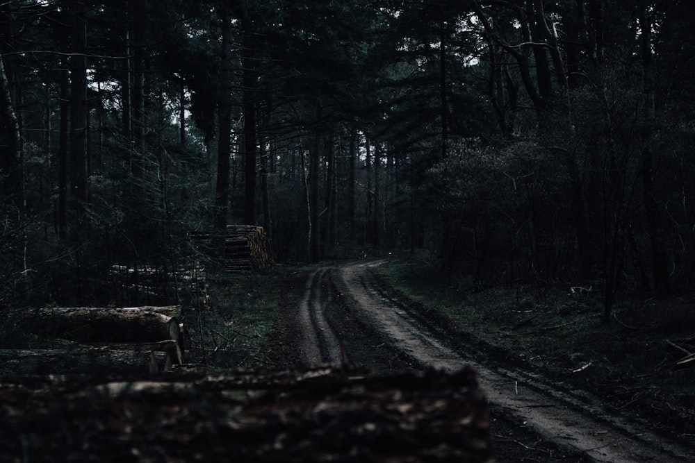 a dirt road in a forest